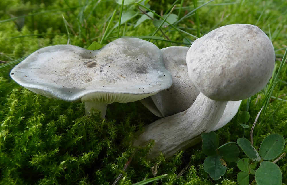 Grüner Anistrichterling ??