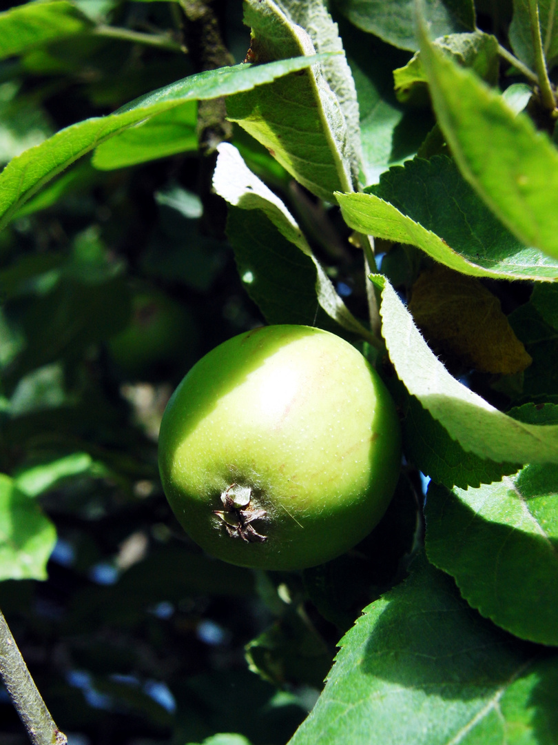 Grüner Apfel