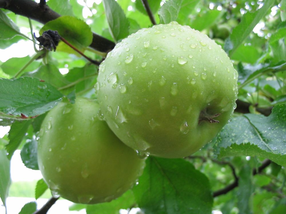 grüner apfel reinbeißen erlaubt!!!