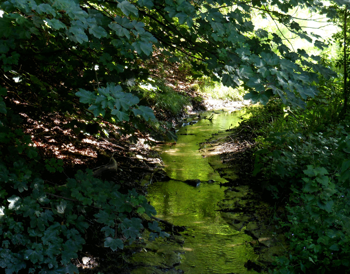 Grüner Bach