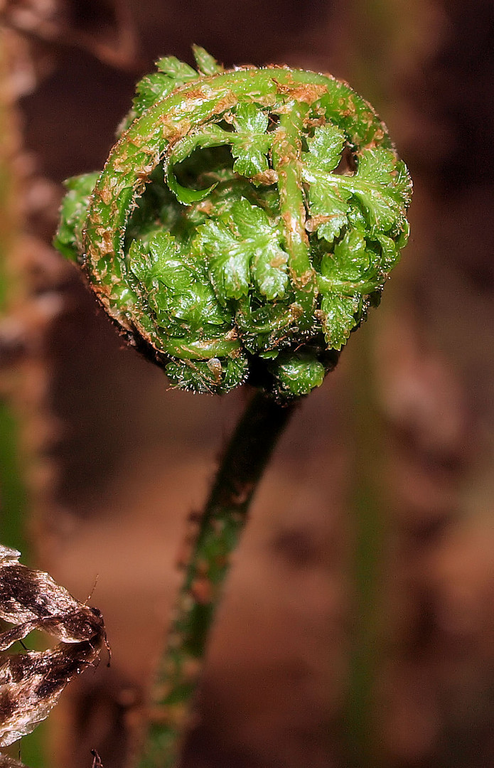 Grüner Ball