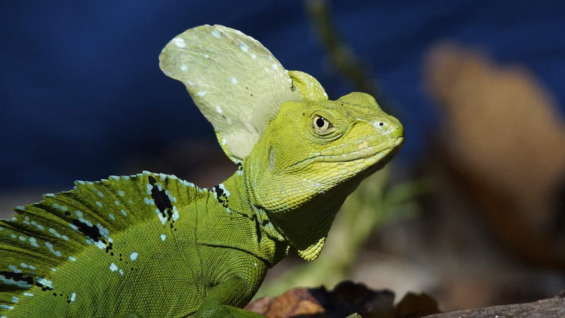 Grüner Basilisk (m)