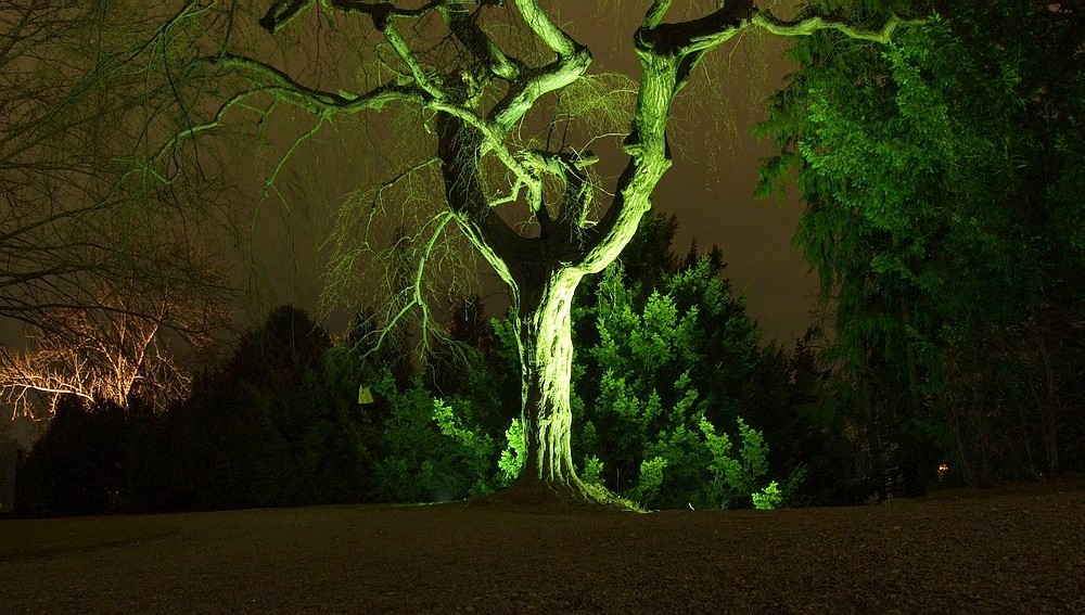 grüner Baum