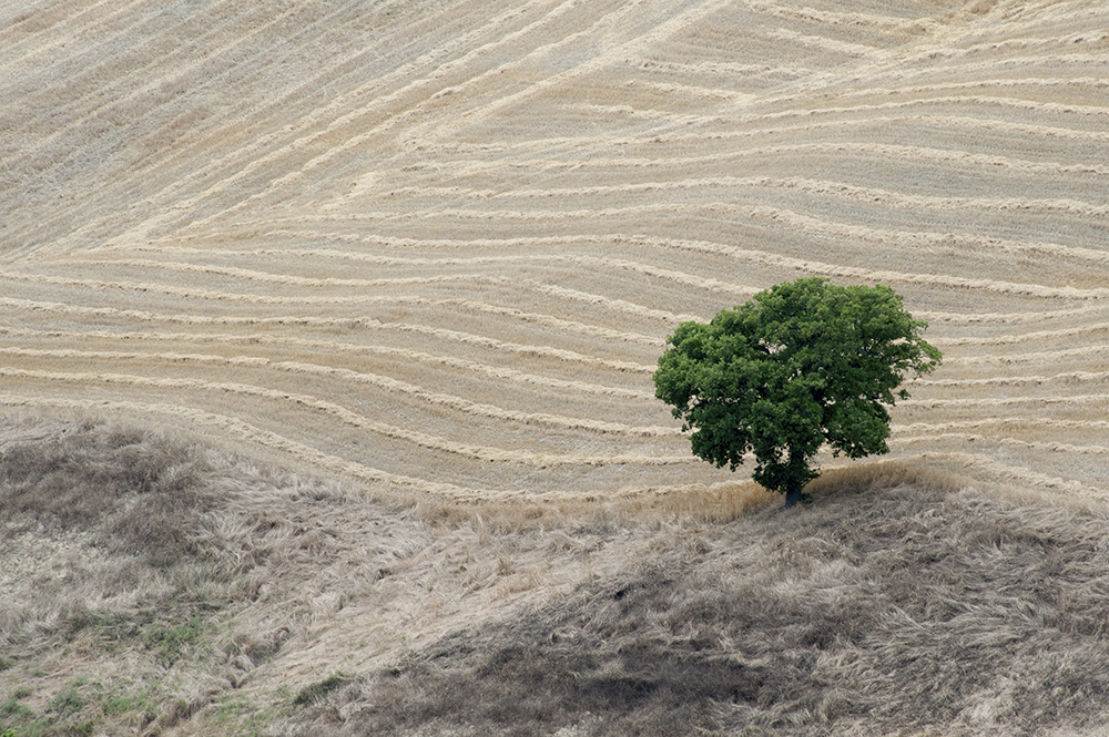 grüner Baum