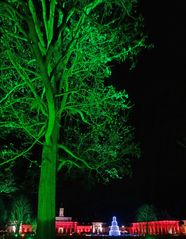 grüner Baum bei Schloss Pillnitz