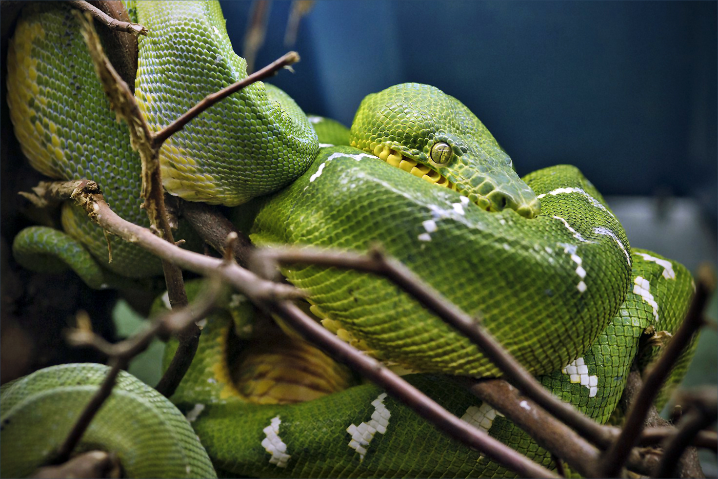 Grüner Baum-Python