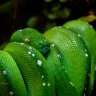 Grüner Baum Python 