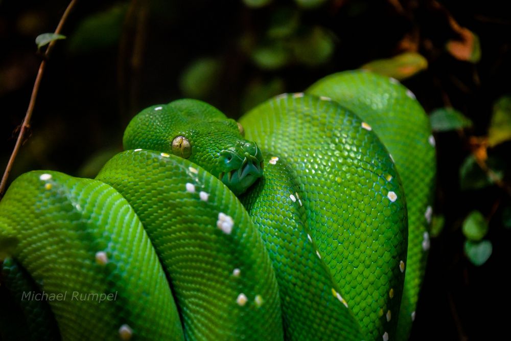 Grüner Baum Python 