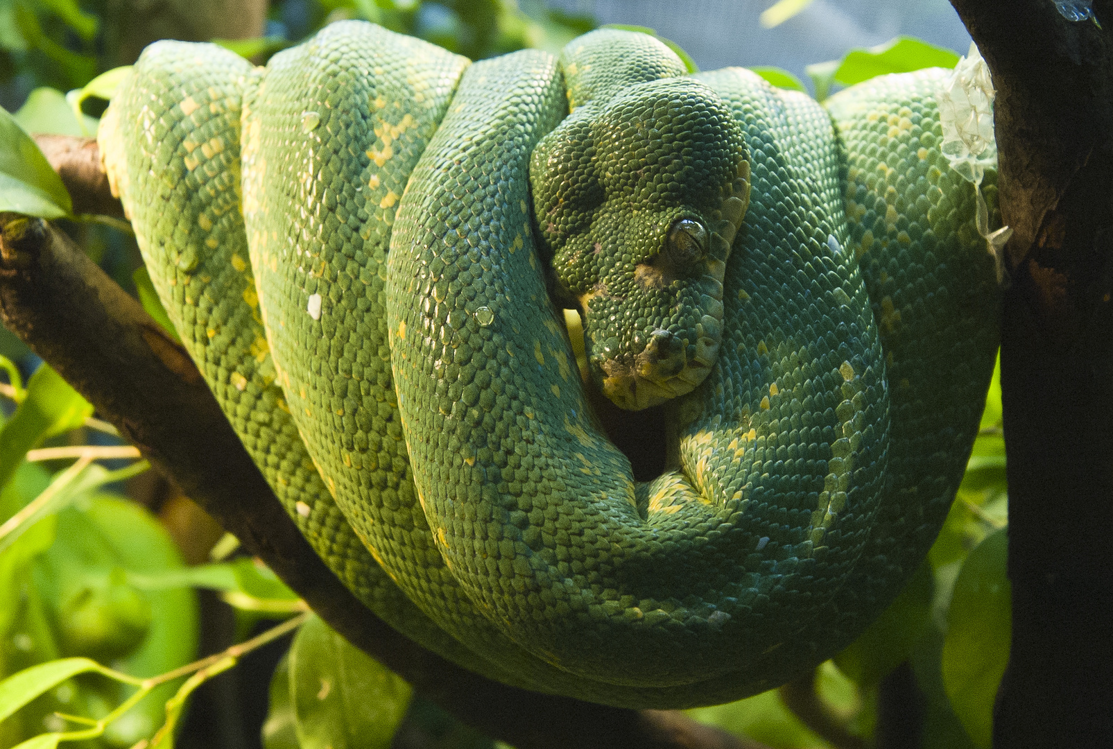 Grüner Baum Python - Green Tree Python - Morelia viridis
