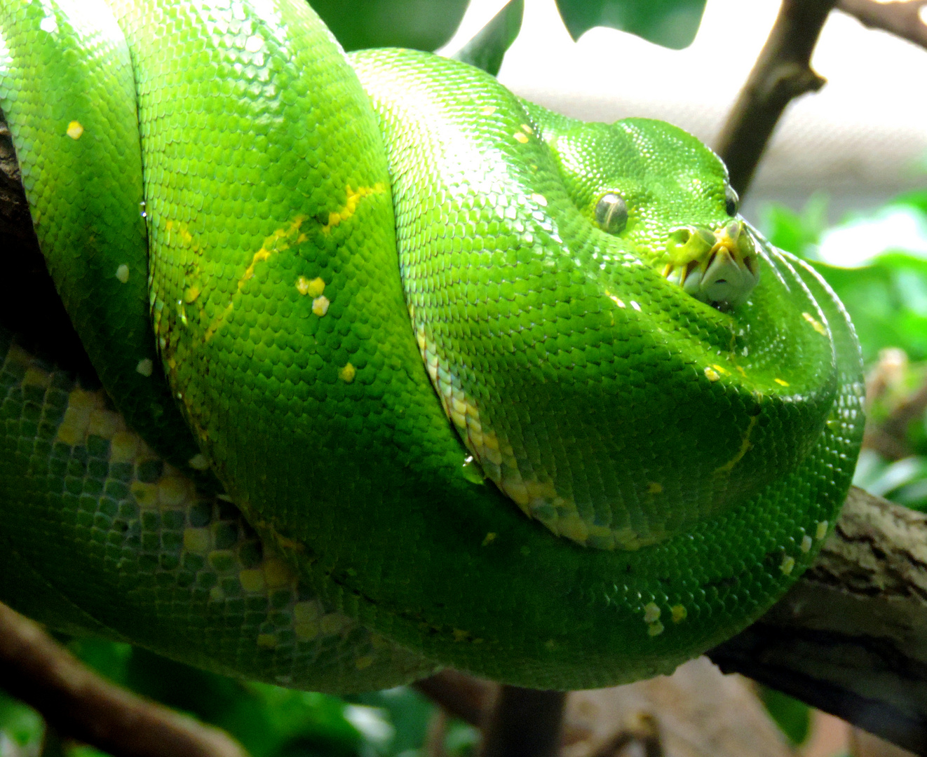 Gruner Baumpython Foto Bild Tiere Zoo Wildpark Falknerei Amphibien Reptilien Bilder Auf Fotocommunity