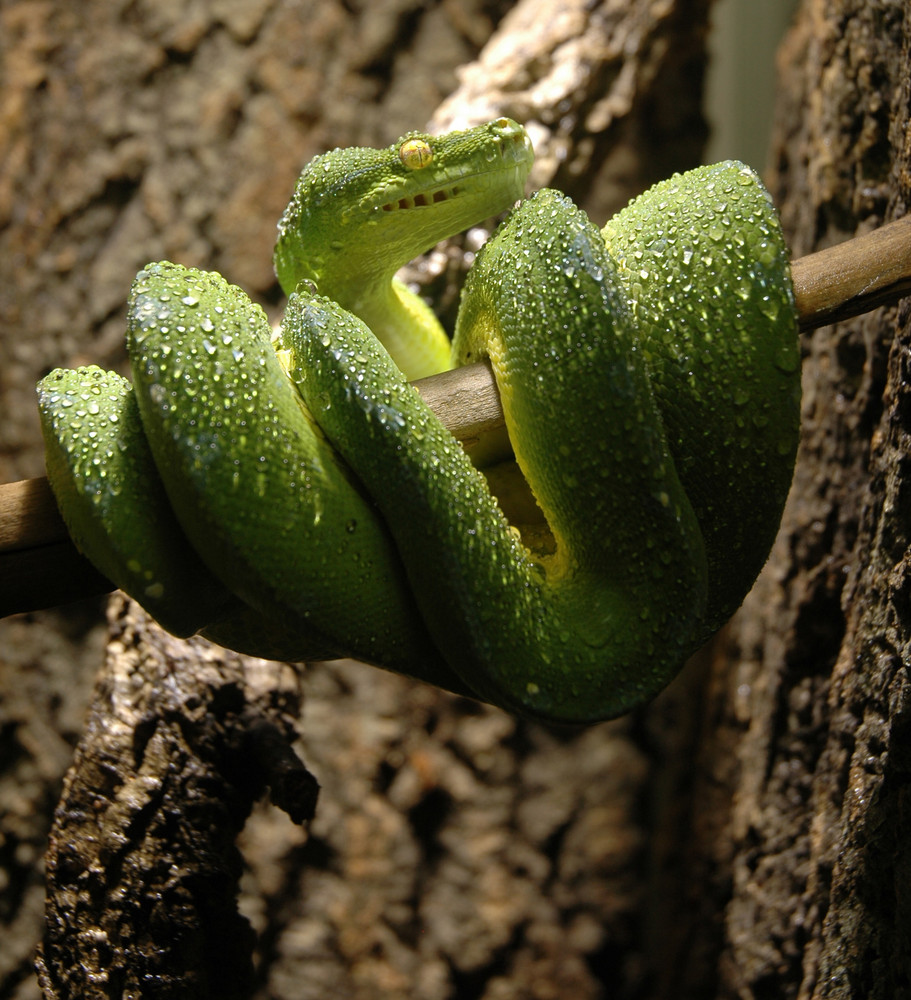 Grüner Baumpython