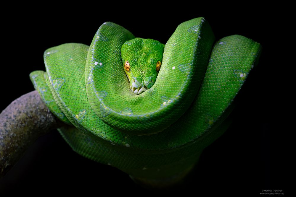 Grüner Baumpython [Morelia viridis]