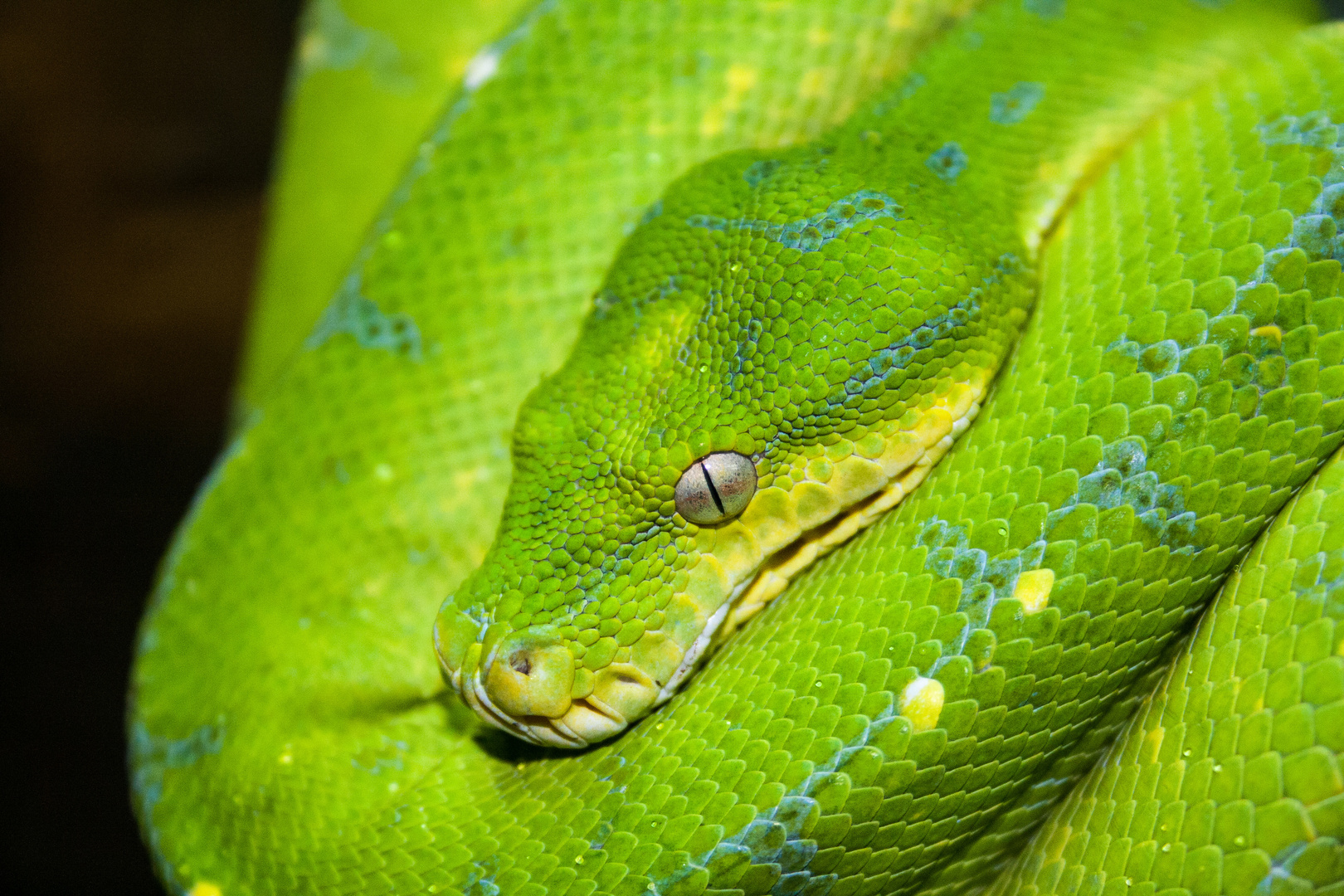 Grüner Baumpython (Morelia viridis)