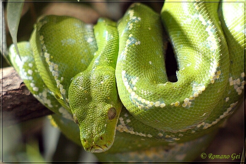 Grüner Baumpython (Morelia viridis)