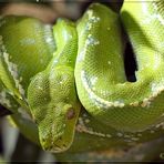 Grüner Baumpython (Morelia viridis)