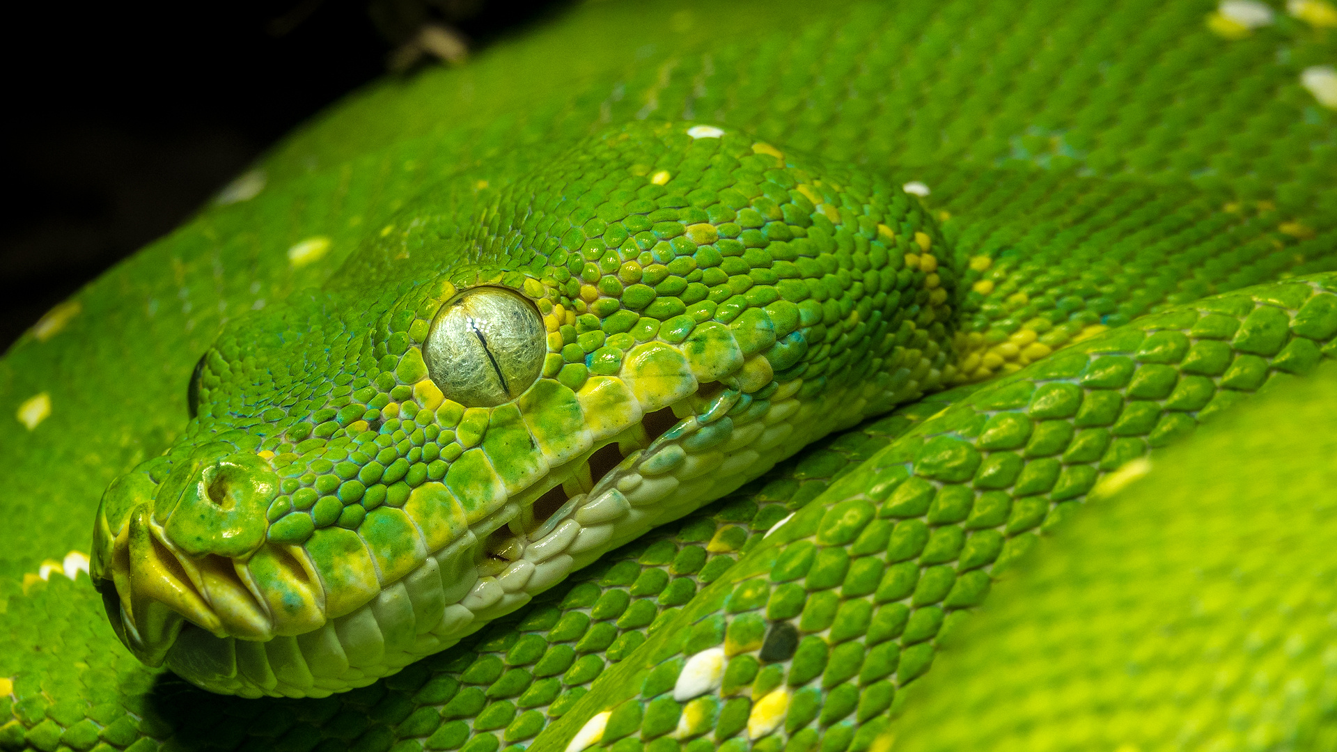 Grüner Baumpython | Morelia viridis