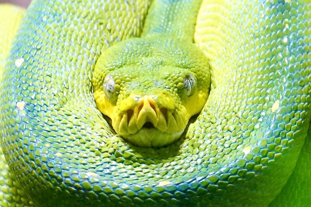 Grüner Baumpython (Morelia viridis)