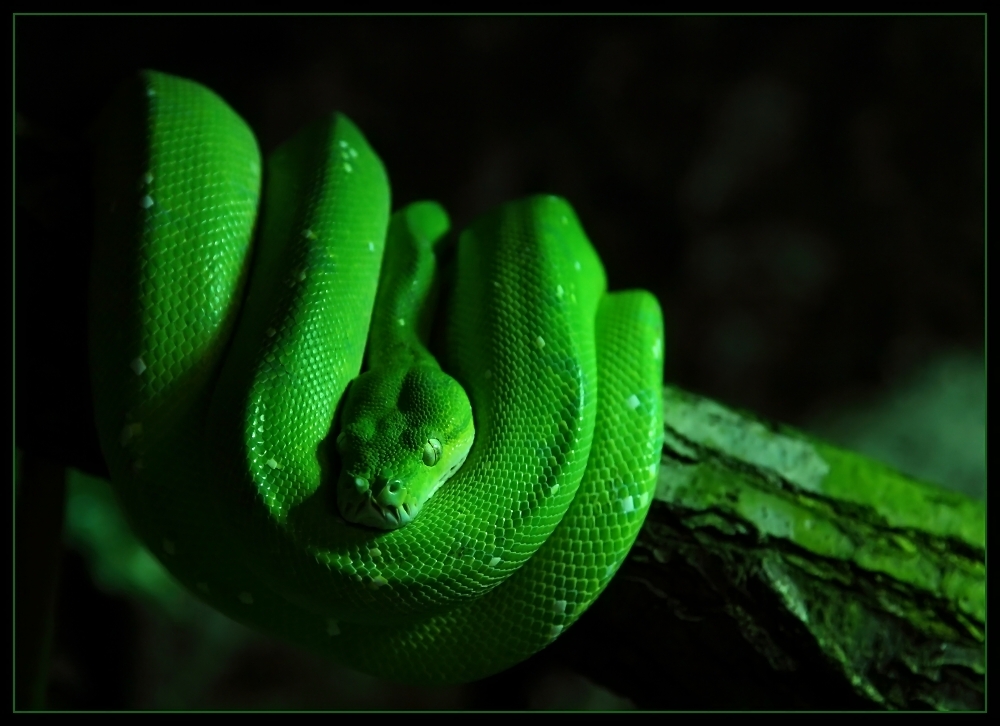 ... Grüner Baumpython ... / ... python vert abricol... / ... pitón arborícola verde ...