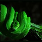 ... Grüner Baumpython ... / ... python vert abricol... / ... pitón arborícola verde ...
