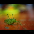 Grüner Besuch