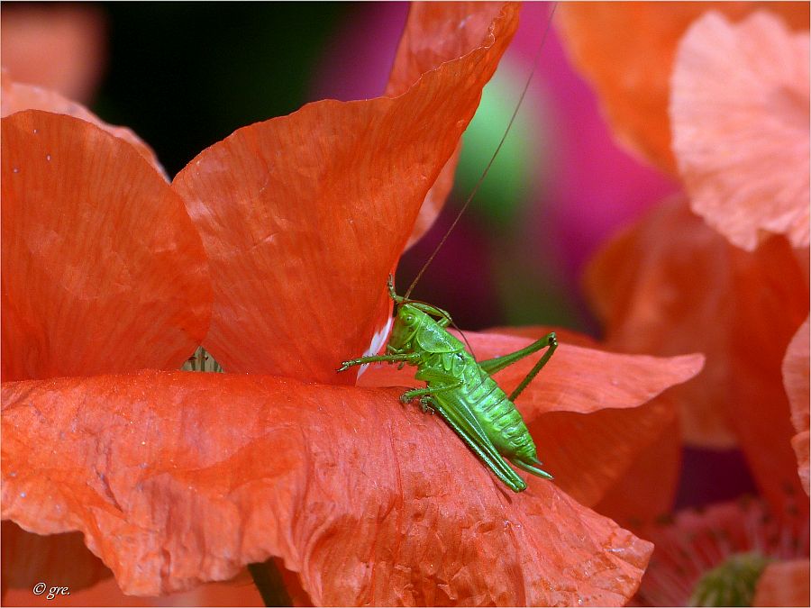 Grüner Besuch