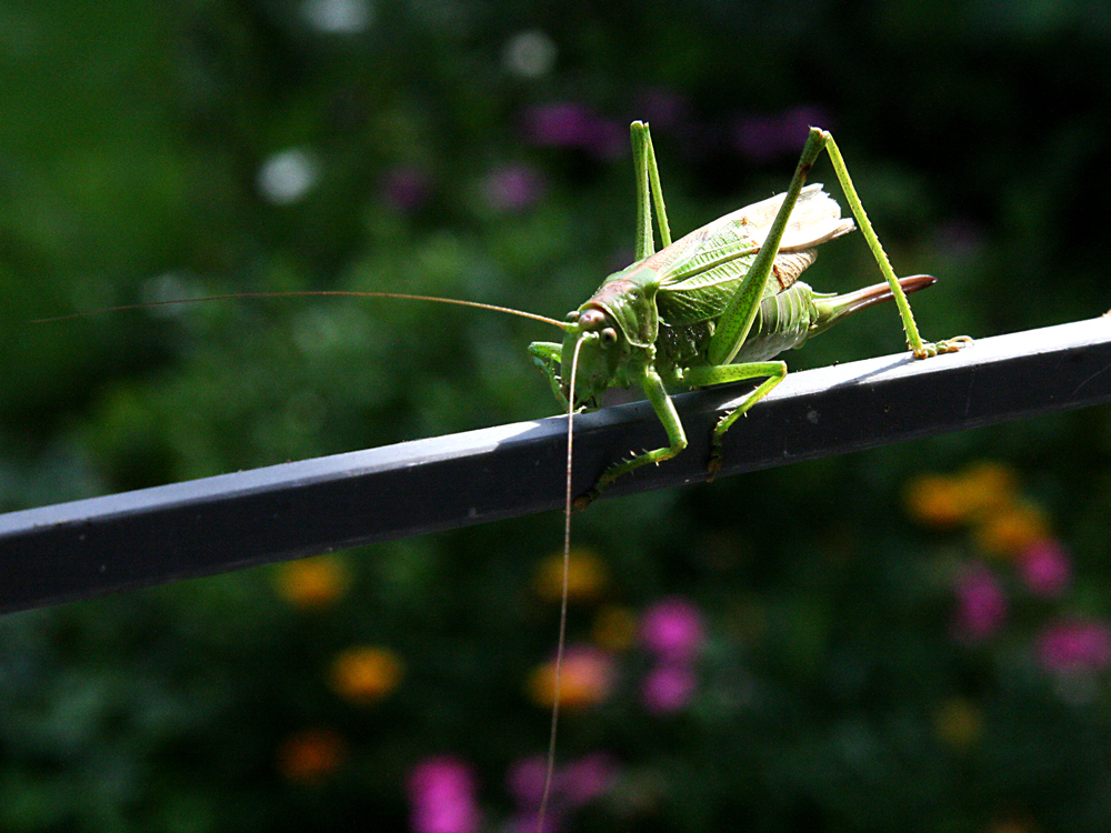 Grüner Besuch