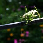 Grüner Besuch