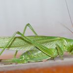 grüner Besuch am Abend