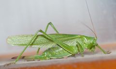 grüner Besuch am Abend