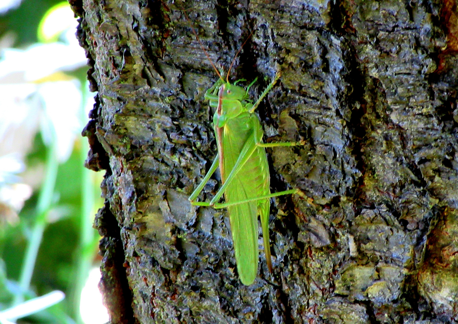 Grüner Besuch an der Kirschbaumrinde