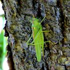 Grüner Besuch an der Kirschbaumrinde