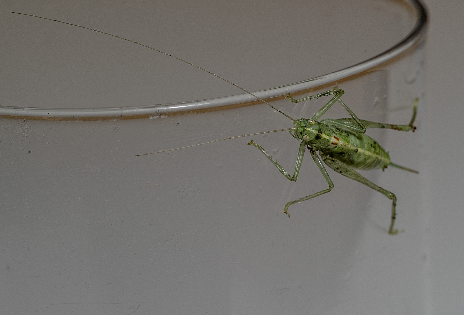 grüner Besuch