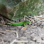 grüner Besuch