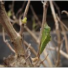 grüner Besuch