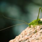 grüner Besucher