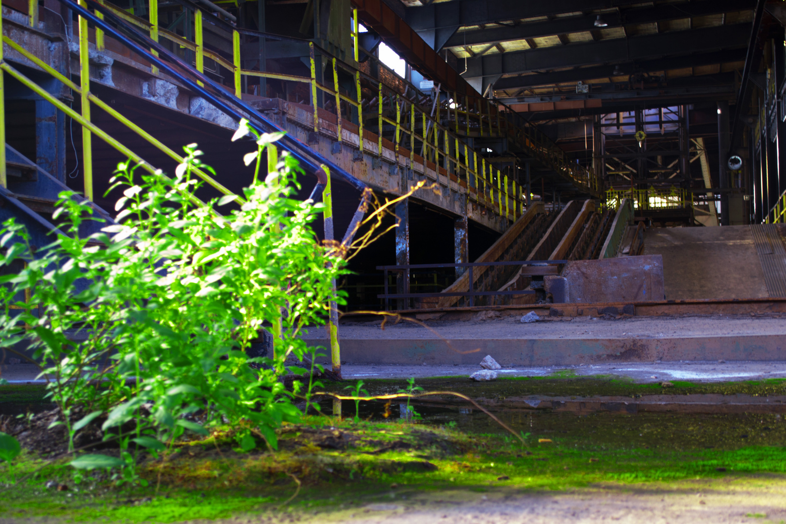 Grüner Bewohner im alten Bergwerk