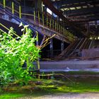 Grüner Bewohner im alten Bergwerk