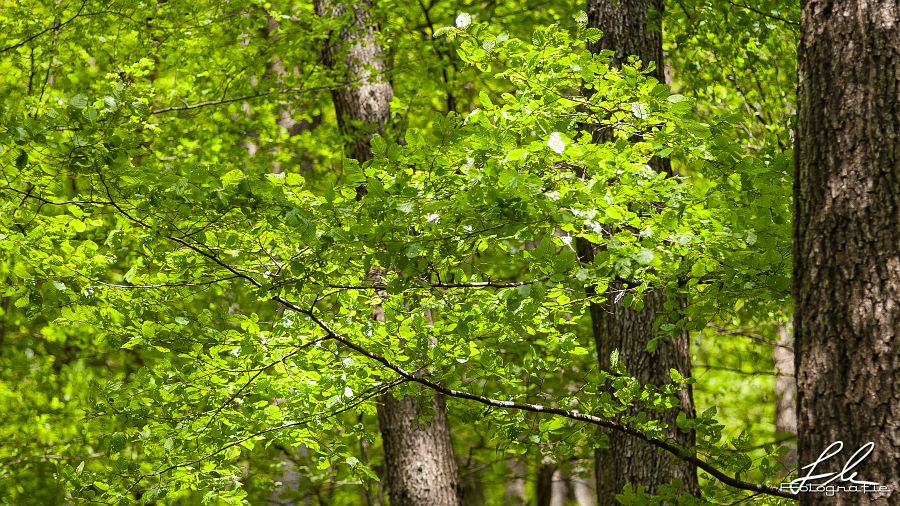 Grüner Blätterwald im Frühling