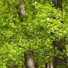 Grüner Blätterwald im Frühling