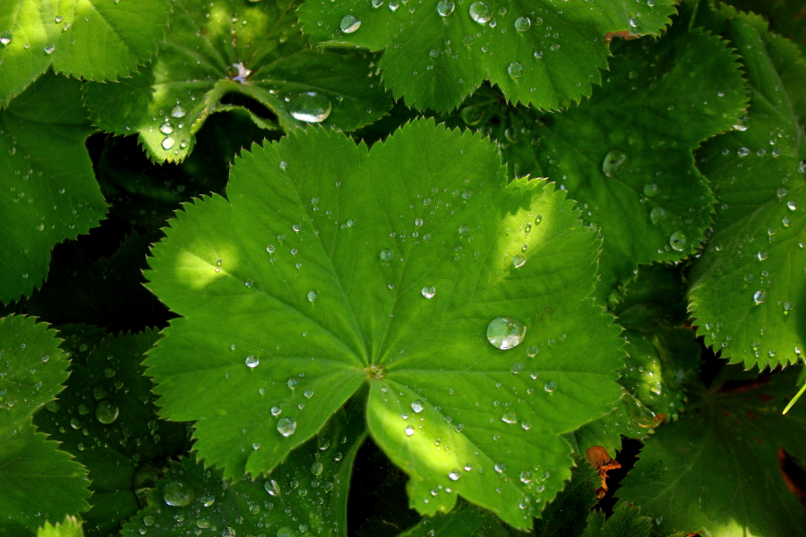 grüner Blattsalat