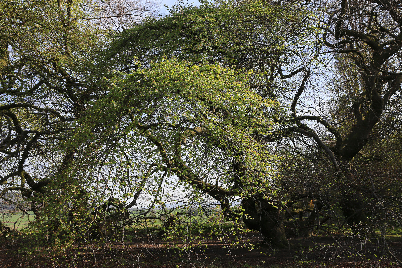 grüner bogen