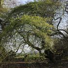 grüner bogen