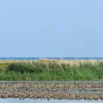 Grüner Brink: Limikolen – Rast, unaufgeregt