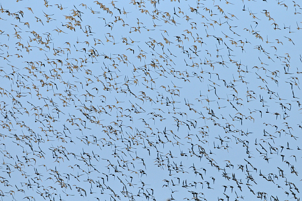 Grüner Brink: Limikolen – Überflug 01