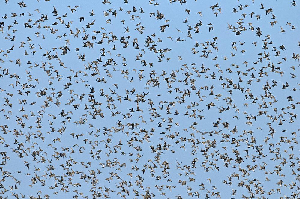 Grüner Brink: Limikolen – Überflug 02