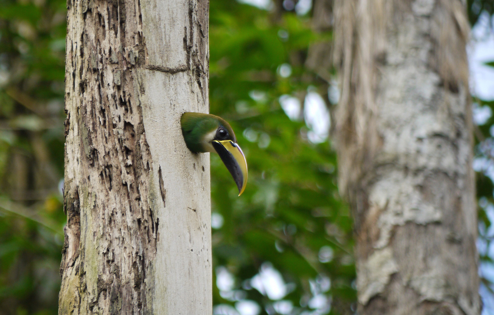 grüner brütender Tukan in Belize