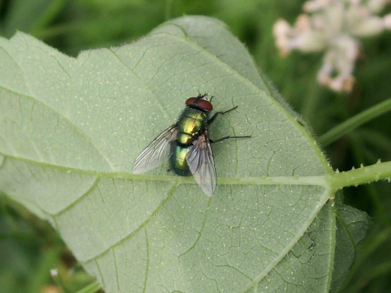 Grüner Brummer