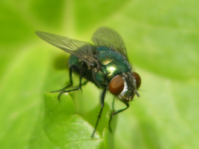 Grüner Brummer