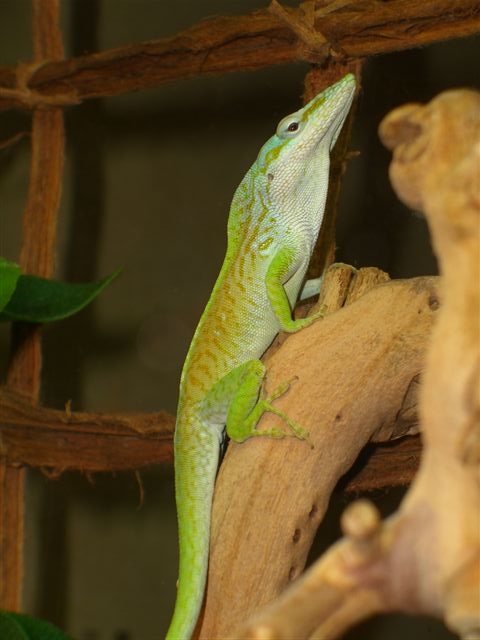 Grüner Cuba Anolis