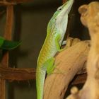 Grüner Cuba Anolis